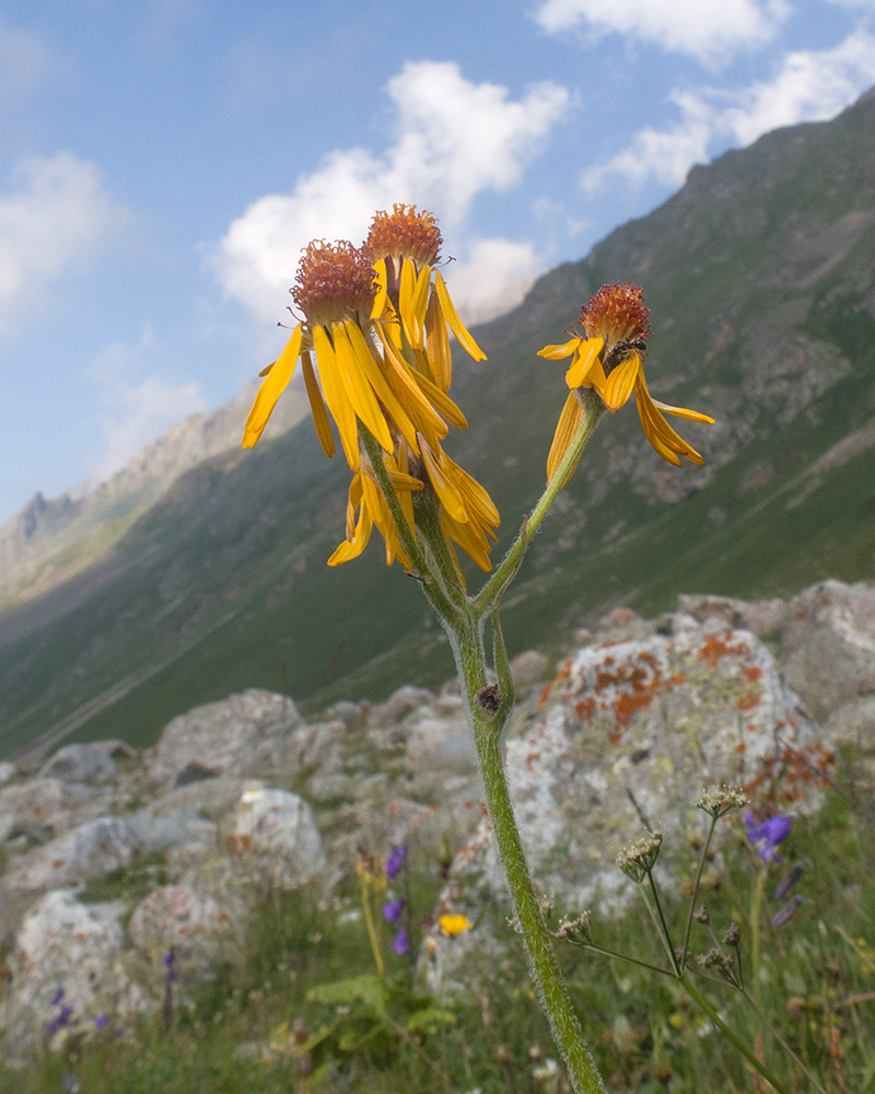Image of Tephroseris caucasigena specimen.