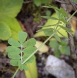 Coronilla coronata