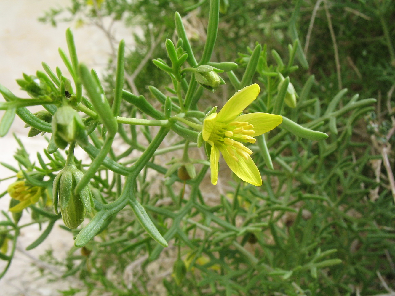 Изображение особи Malacocarpus crithmifolius.