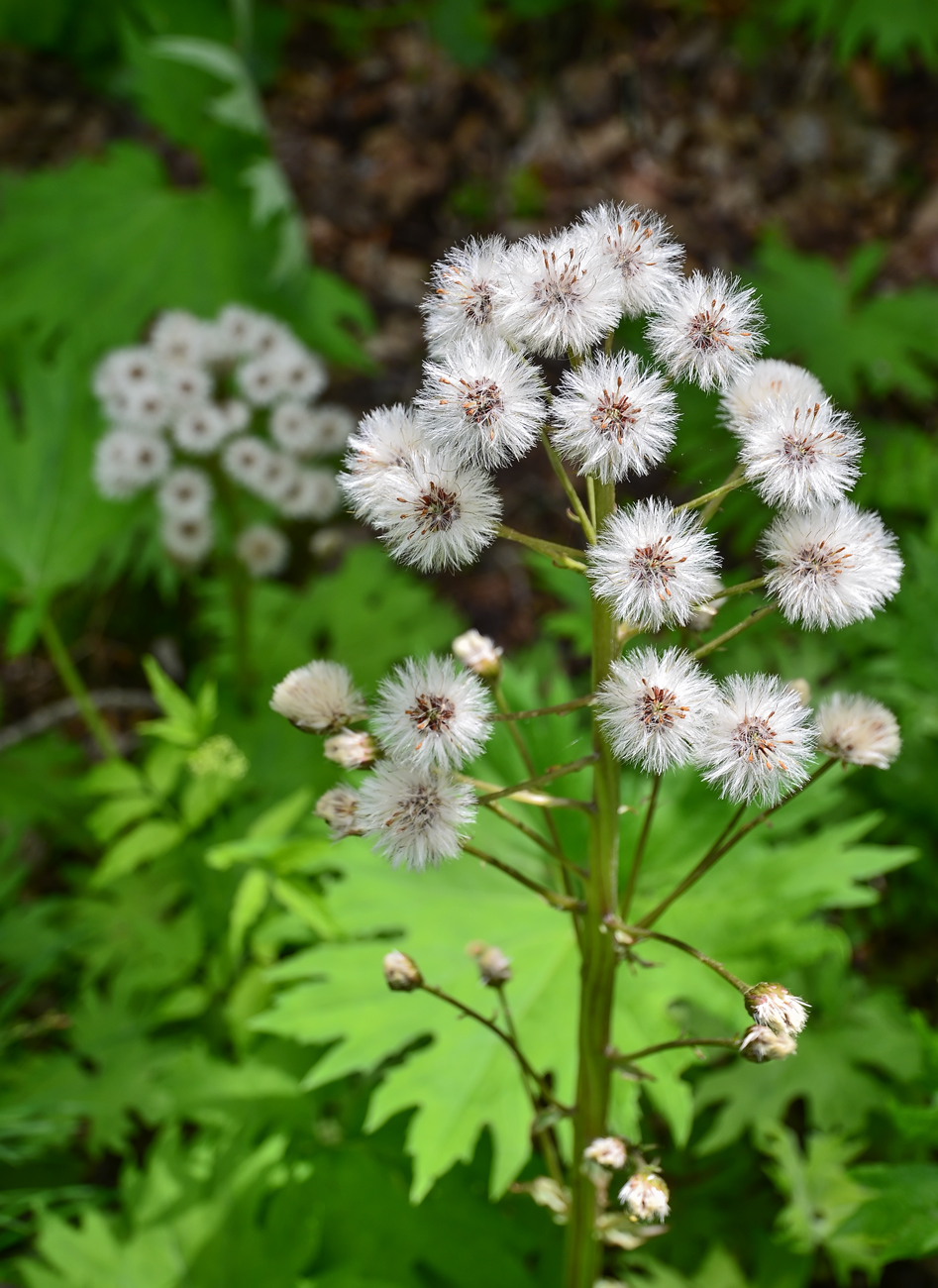 Изображение особи Petasites tatewakianus.
