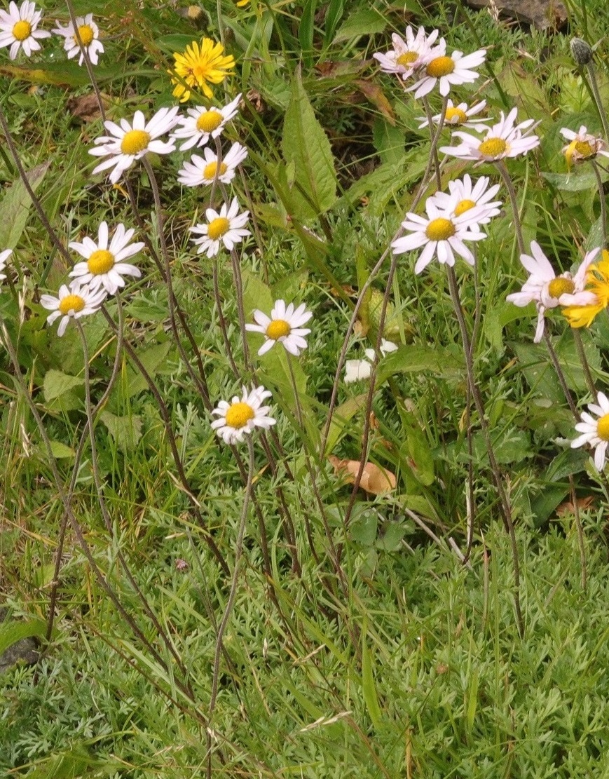 Изображение особи Chrysanthemum oreastrum.