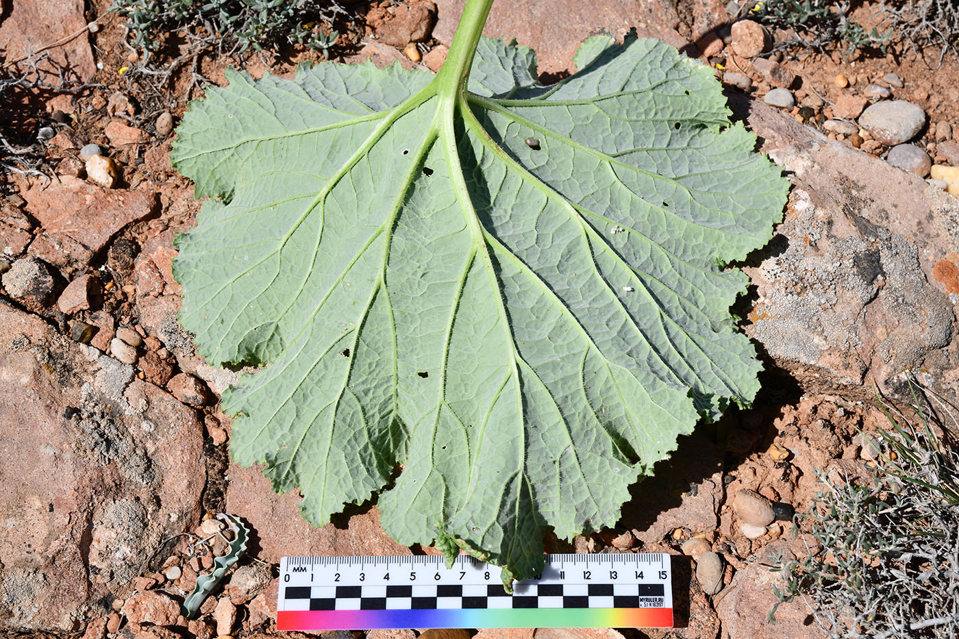 Image of Crambe kotschyana specimen.