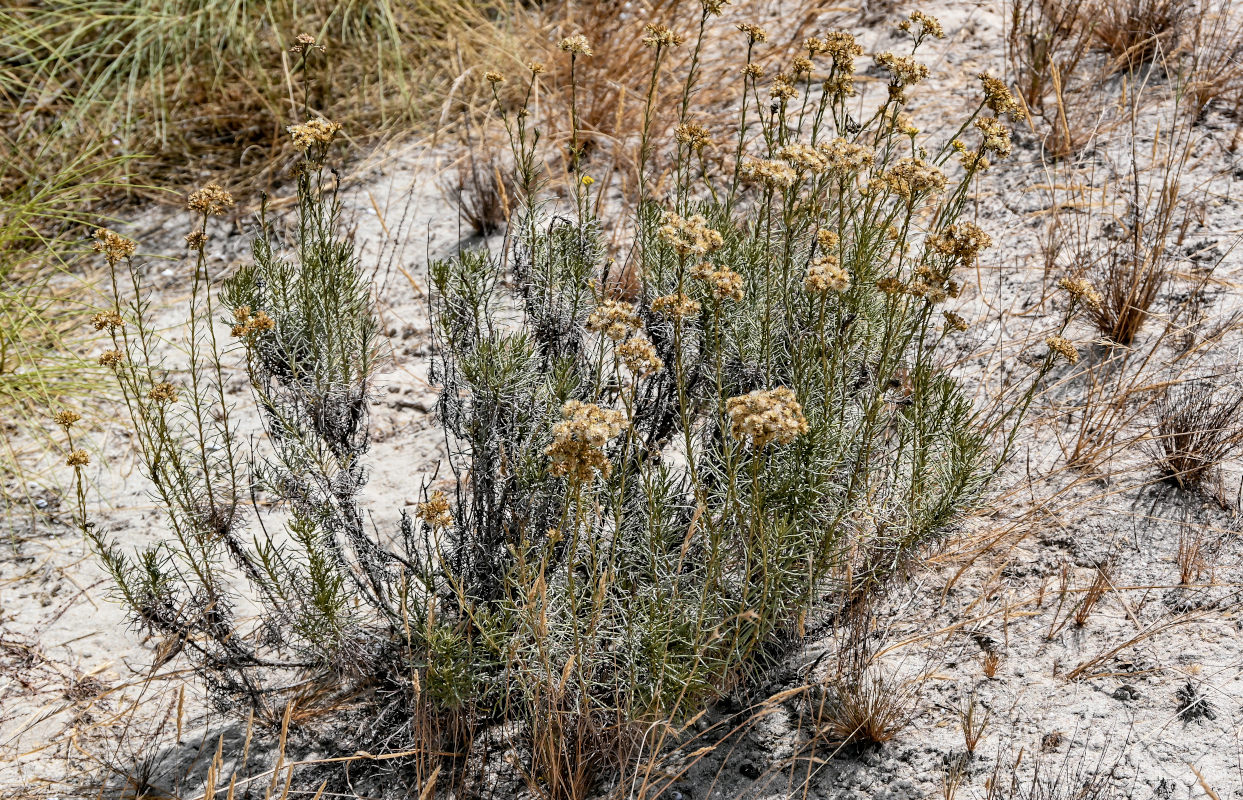 Image of Helichrysum italicum specimen.