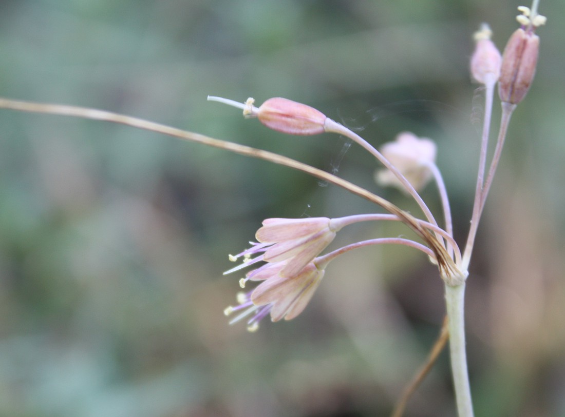 Image of Allium paczoskianum specimen.
