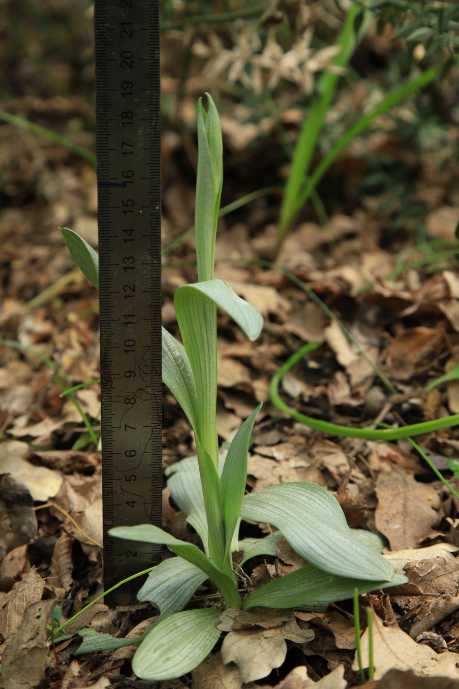 Image of Ophrys oestrifera specimen.