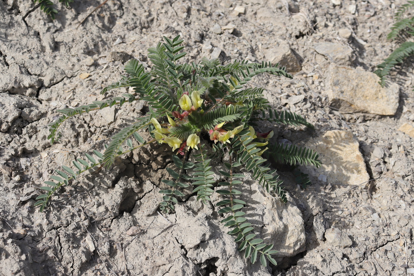 Изображение особи Astragalus utriger.