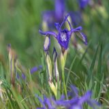 Iris uniflora. Цветок и бутон. Забайкальский край, Борзинский р-н, горный массив Адон-Челон, разнотравная степь. 14.05.2026.