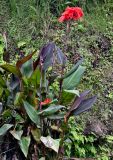 Canna indica. Цветущее растение. Португалия, Азорские о-ва, о-в Сан-Мигел, окр. пос. Нордешти, в культуре. 12.08.2025.