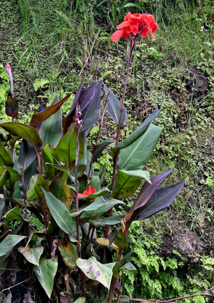 Image of Canna indica specimen.