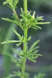 genus Verbascum. Часть побега. Грузия, край Самцхе-Джавахети, окраина с. Тмогви, окр. южного берега оз. Цунда, горная степь. 6 июня 2026 г.
