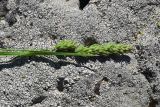 Dactylis glomerata. Верхушка плодоносящего растения. Грузия, край Самцхе-Джавахети, окраина с. Тмогви, окр. южного берега оз. Цунда, горная степь. 8 июня 2026 г.
