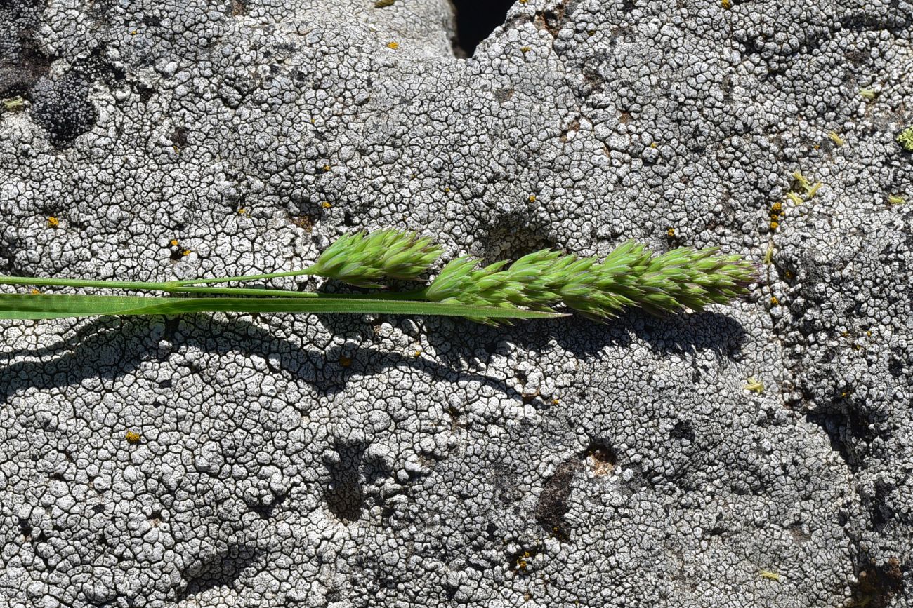 Изображение особи Dactylis glomerata.