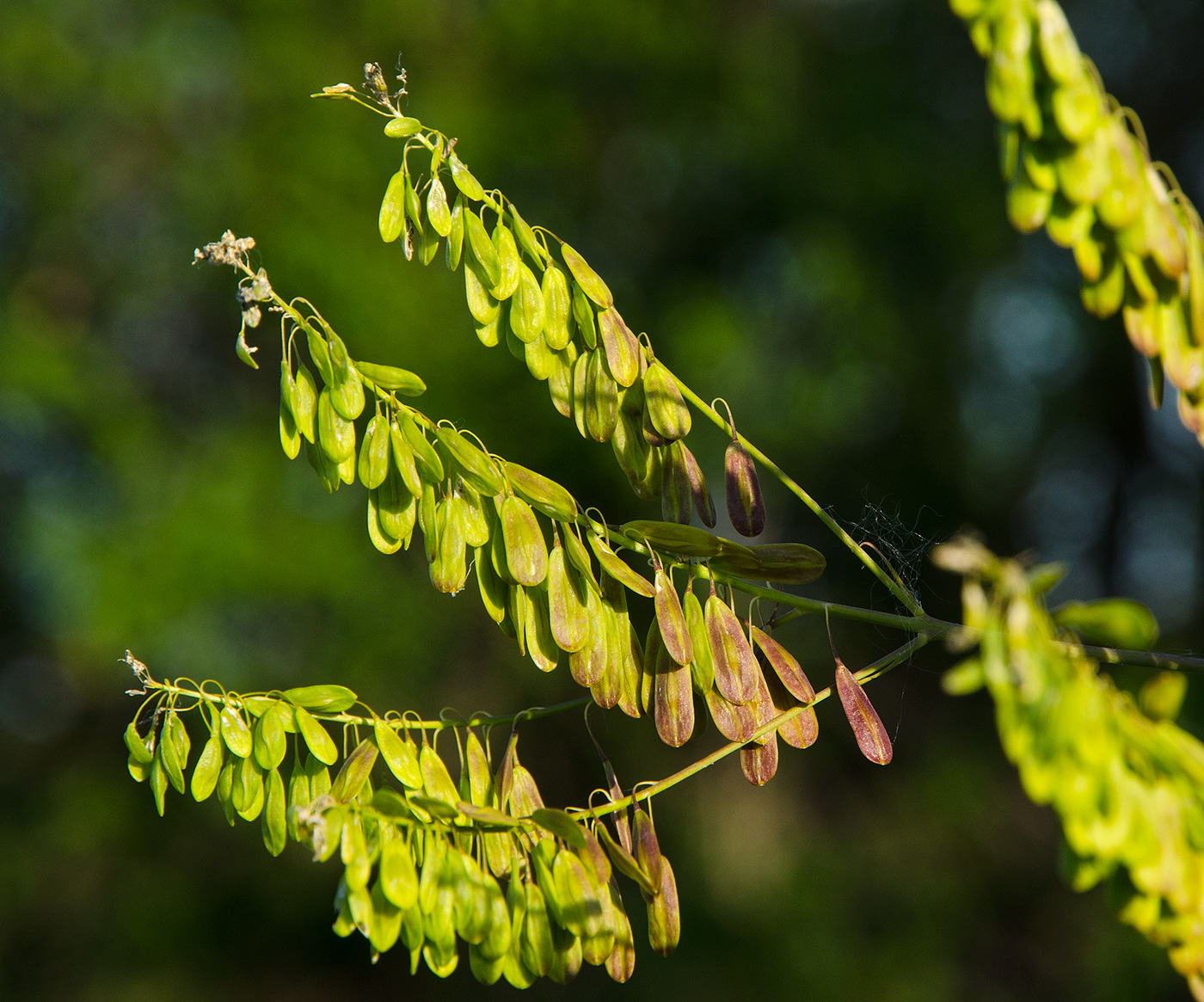 Изображение особи Isatis tinctoria.