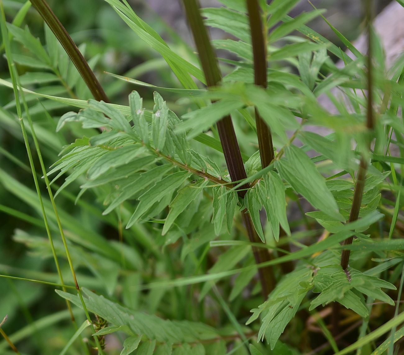 Image of Valeriana officinalis specimen.