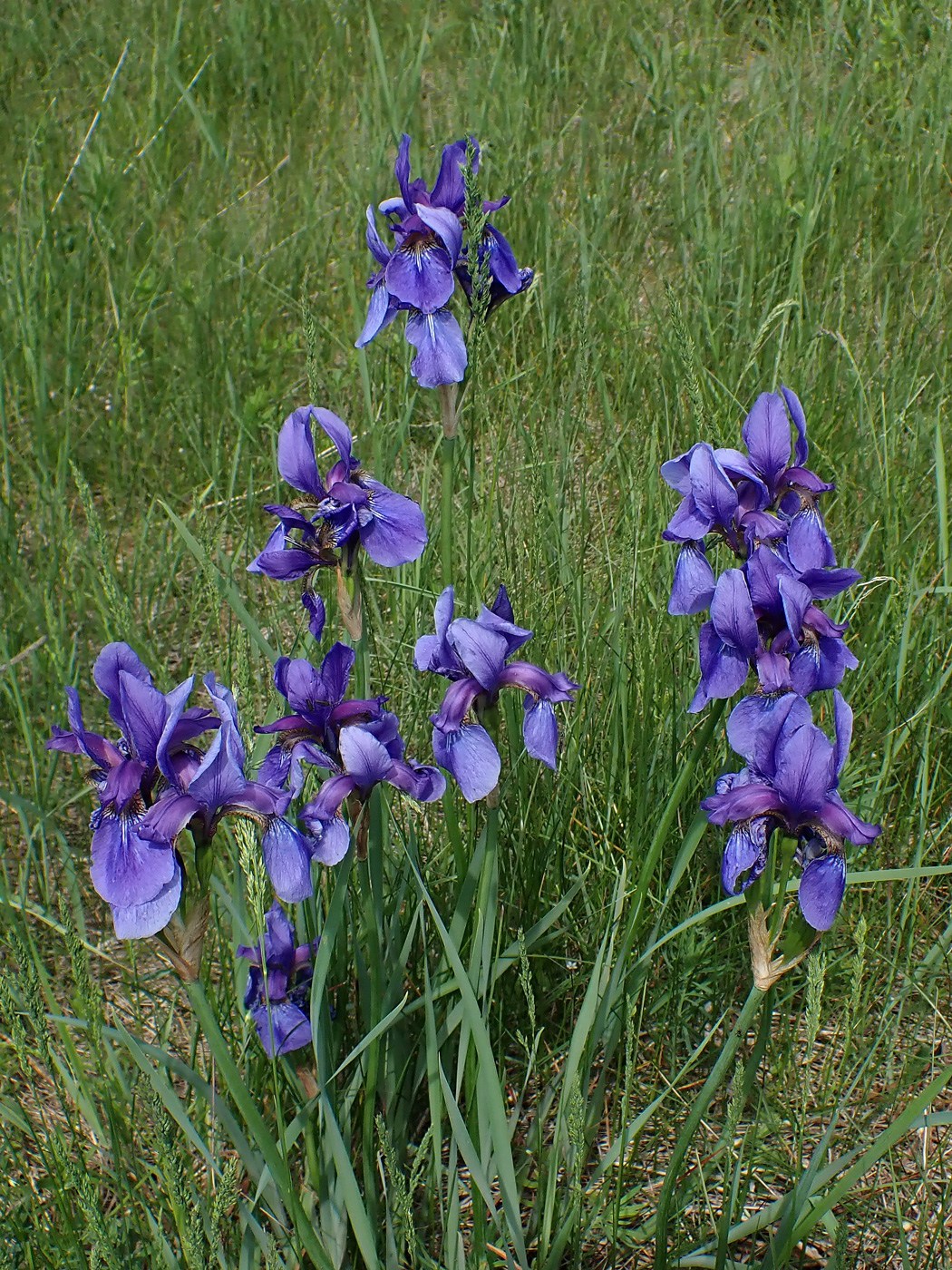 Image of Iris sanguinea specimen.