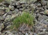 Carex arctisibirica. Плодоносящее растение. Полярный Урал, верховья р. Большой Ханмей, нижняя часть склона горы, курумник. 15.08.2026.