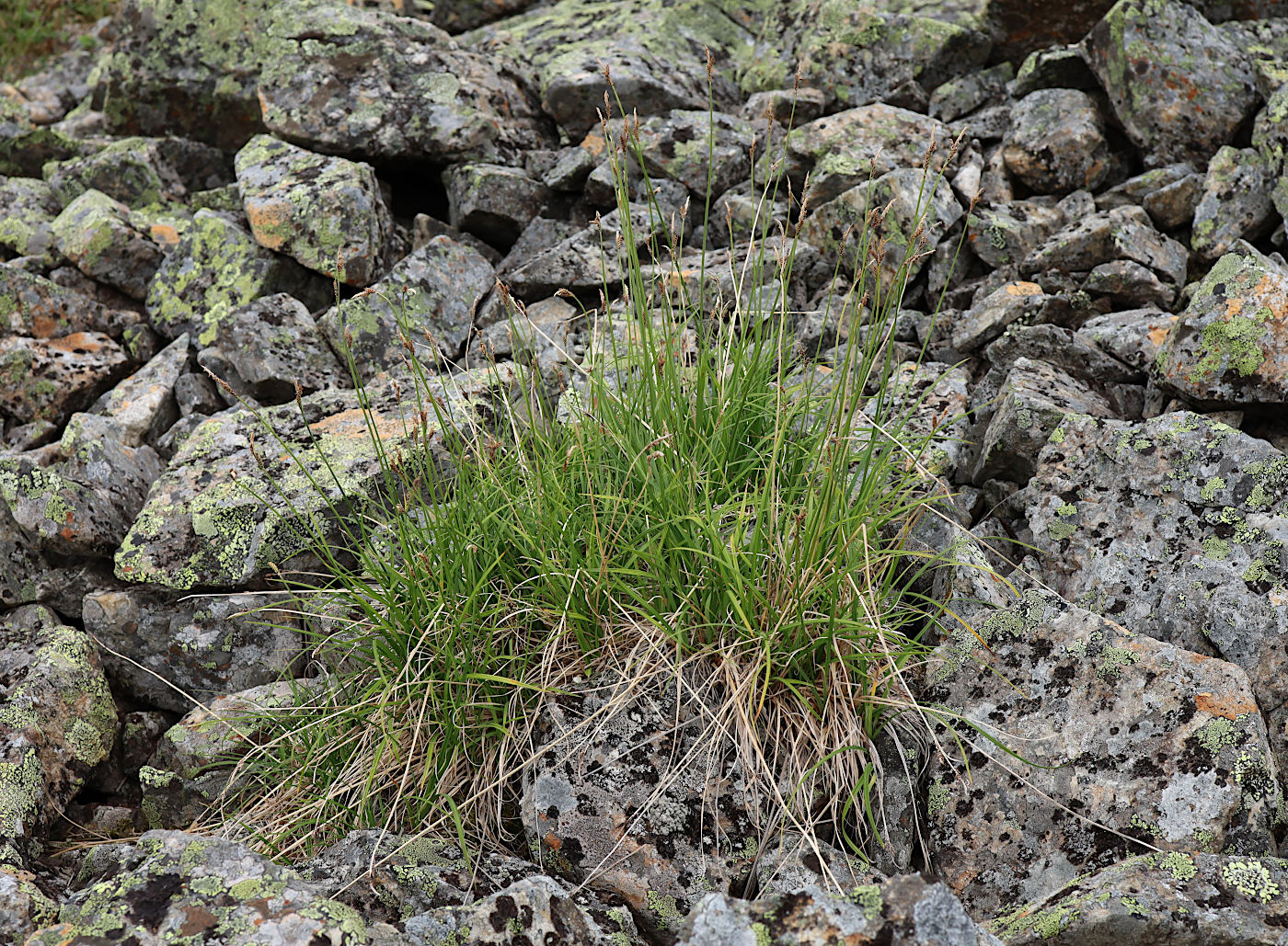 Image of Carex arctisibirica specimen.