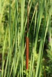 Typha angustifolia. Верхушка побега с мужским (вверху) и женским отцветшими(?) соцветиями и части листьев. Беларусь, Витебская обл., окр. пос. Езерище, побережье оз. Езерище близ дендрария, обводнённая дренажная канава у дороги. 15.07.2026.