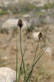 familia Cyperaceae. Верхушки побегов с соцветиями. Таджикистан, Горно-Бадахшанская автономная обл., Мургабский р-н, окр. пер. Харгуш, побережье оз. Харгуш, ≈ 4260 м н.у.м., ручей. 5 июля 2026 г.