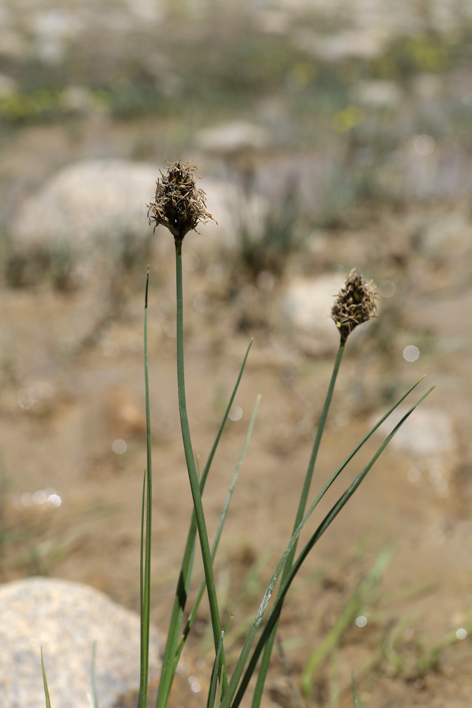 Image of familia Cyperaceae specimen.