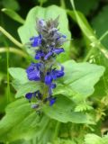 Ajuga genevensis