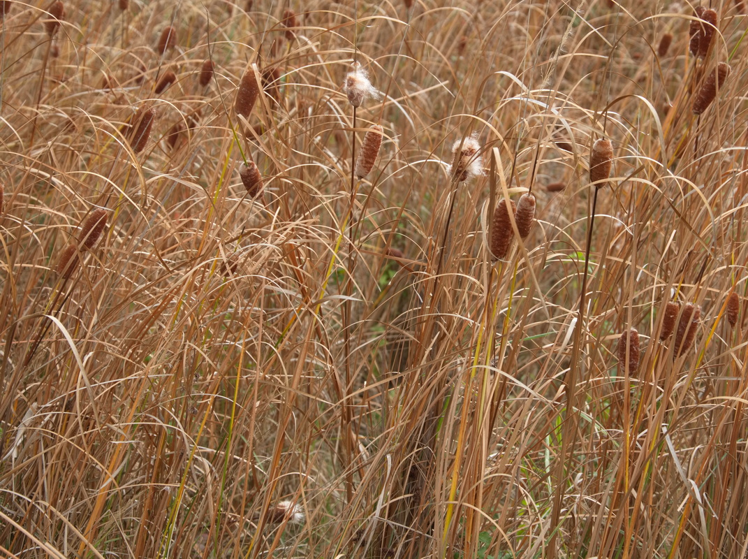 Изображение особи род Typha.