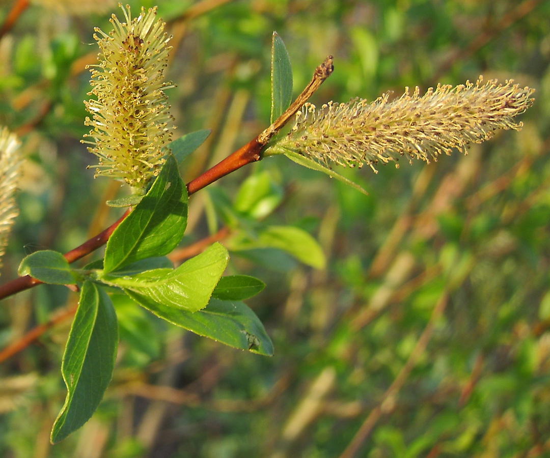 Image of Salix × meyeriana specimen.