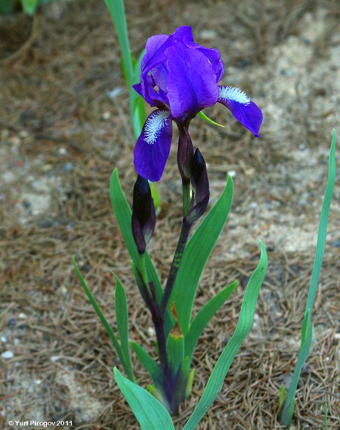 Image of Iris aphylla specimen.