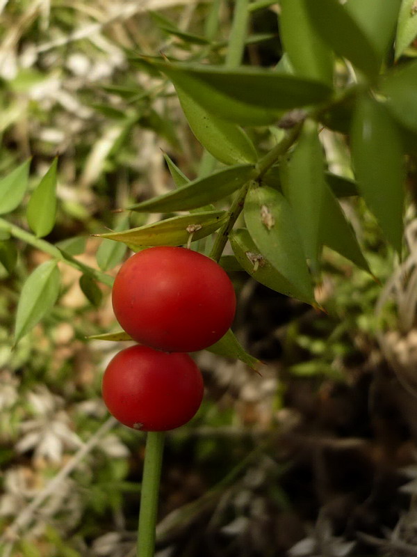 Изображение особи Ruscus aculeatus.