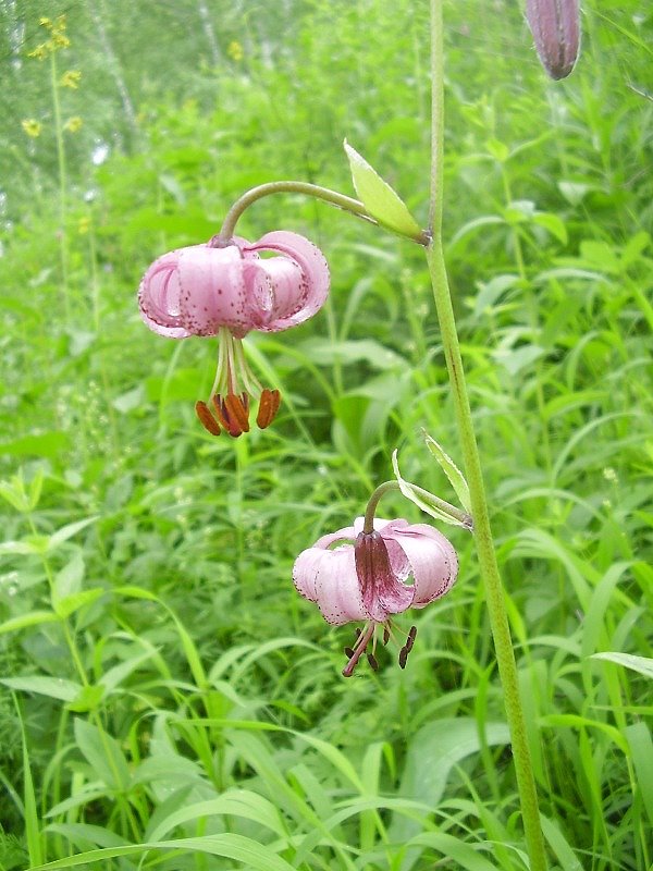 Image of Lilium pilosiusculum specimen.