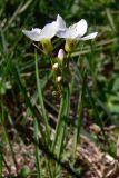 род Cardamine