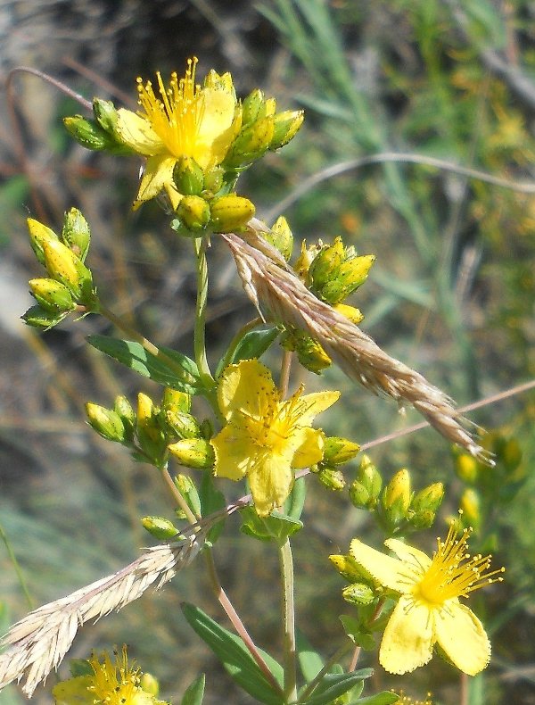 Image of Hypericum elegans specimen.