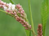 Persicaria lapathifolia. Часть соцветия. Север Кубани, станица Шкуринская, высохшая лужа в кювете автодороги. 29.06.2011.