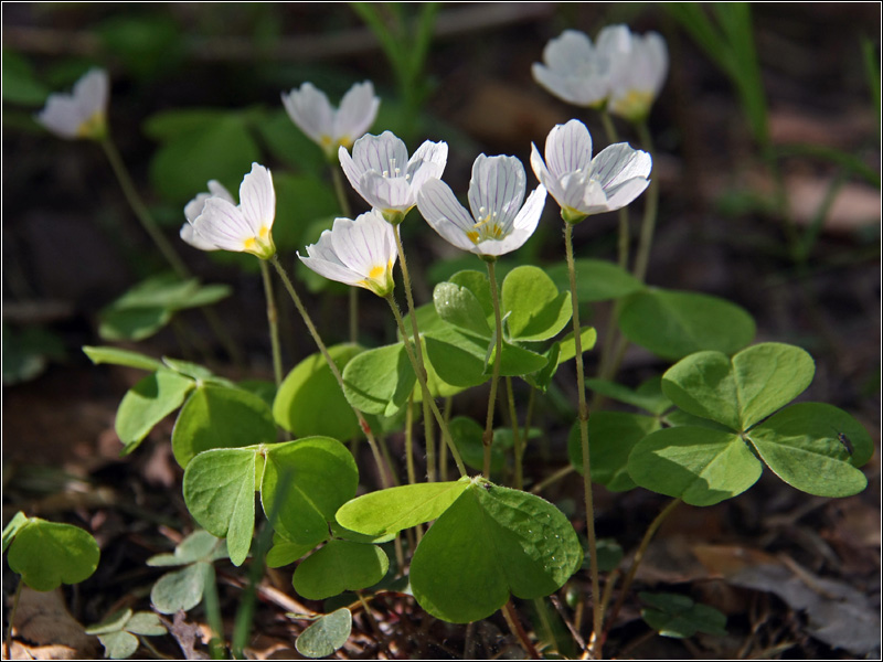 Изображение особи Oxalis acetosella.