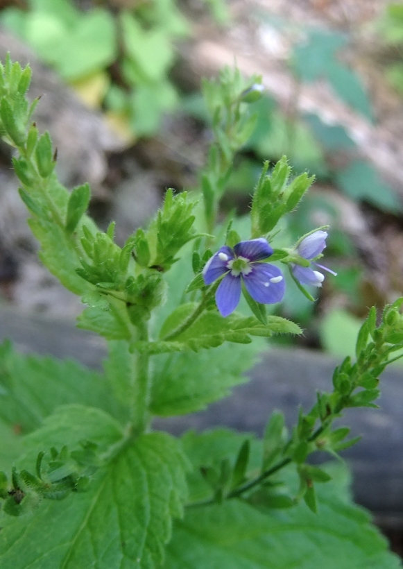 Image of Veronica magna specimen.