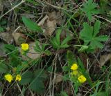 Potentilla humifusa