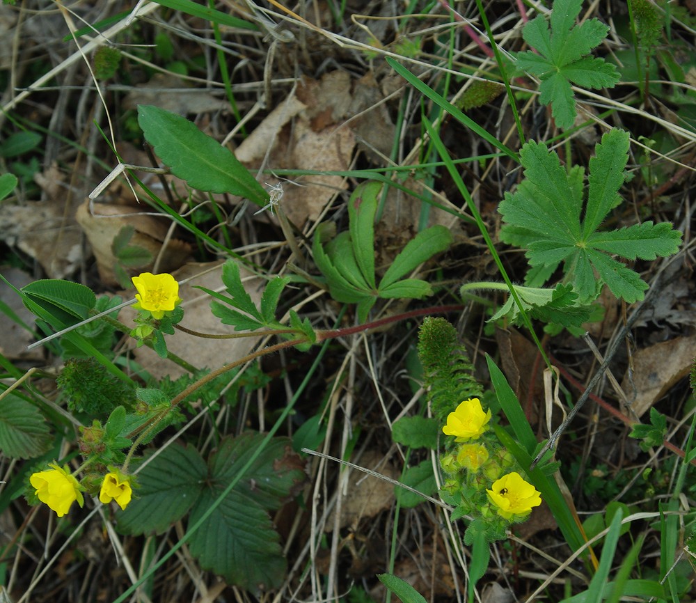Image of Potentilla humifusa specimen.