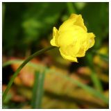 Trollius europaeus