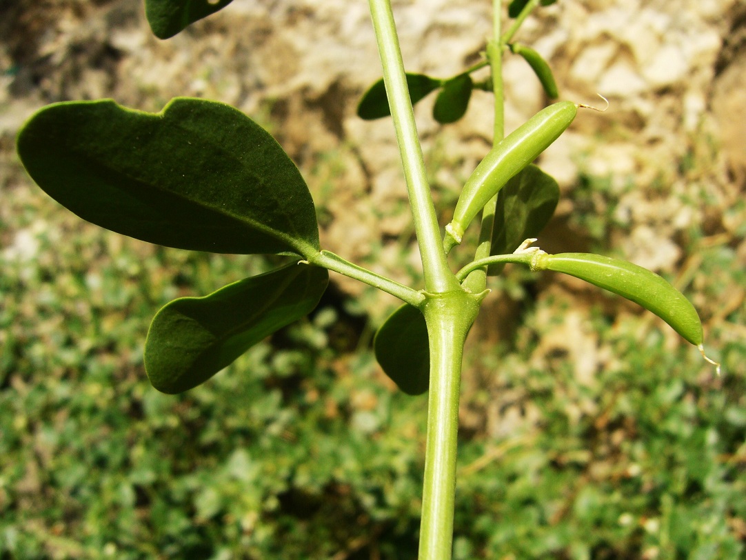 Image of Zygophyllum fabago specimen.