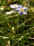 Myosotis palustris