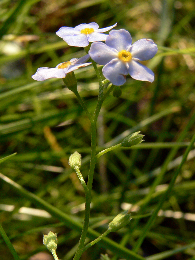 Изображение особи Myosotis palustris.