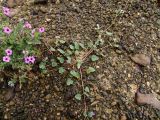 Erodium oxyrhynchum. Цветущее и плодоносящее растение в каменистой пустыне (слева - E. crassifolium). Израиль, кратер Рамон. 15.03.2010.