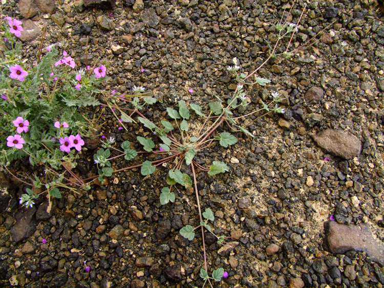 Изображение особи Erodium oxyrhynchum.