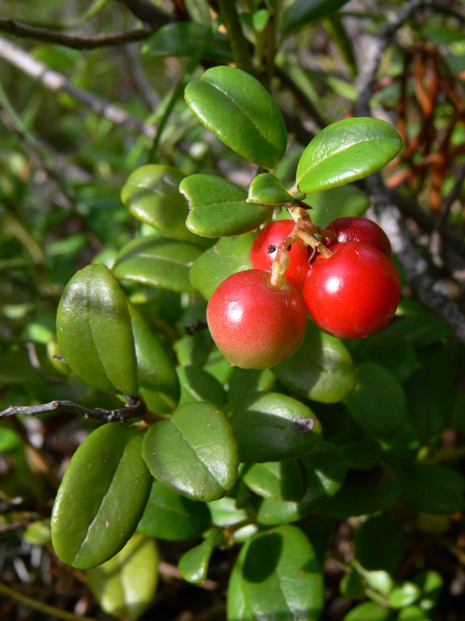Image of Vaccinium vitis-idaea specimen.