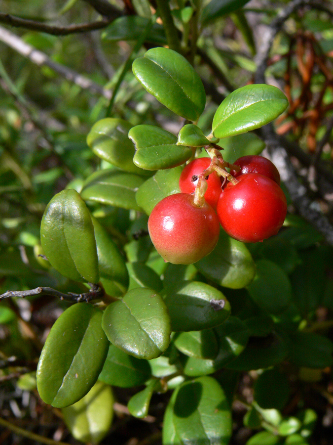 Изображение особи Vaccinium vitis-idaea.