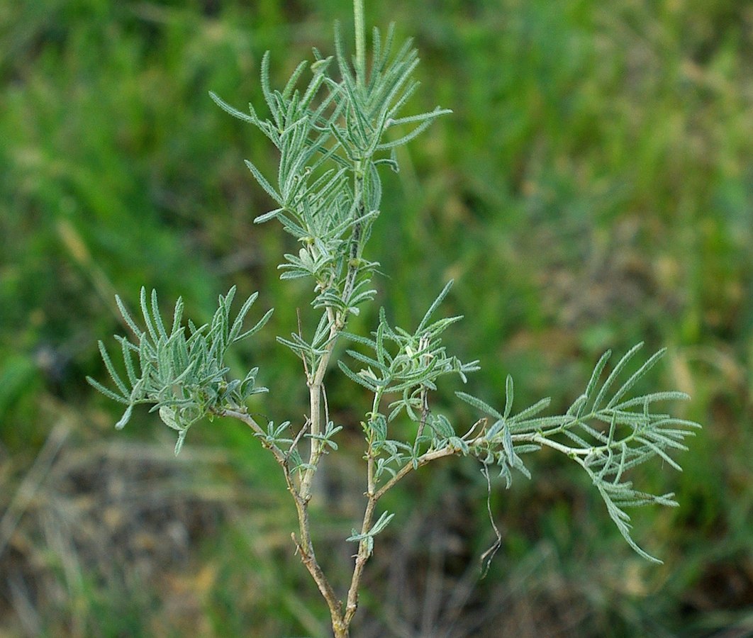 Image of Astragalus falcigerus specimen.