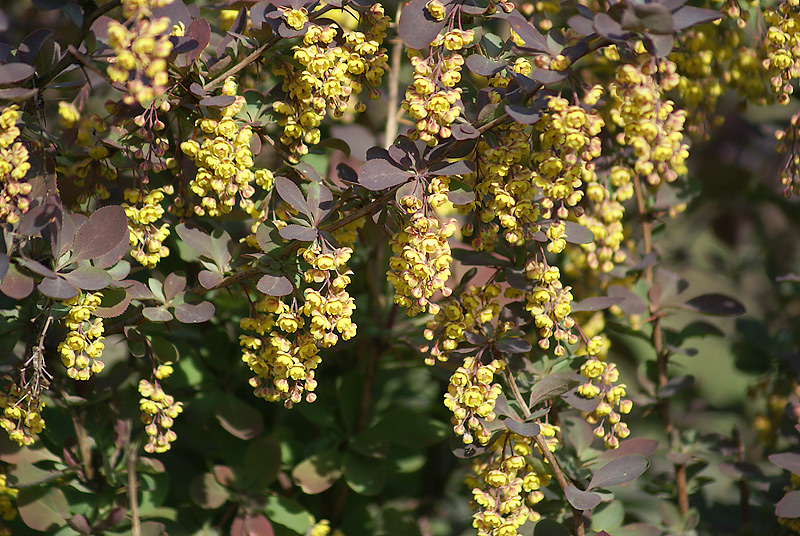 Image of Berberis vulgaris specimen.