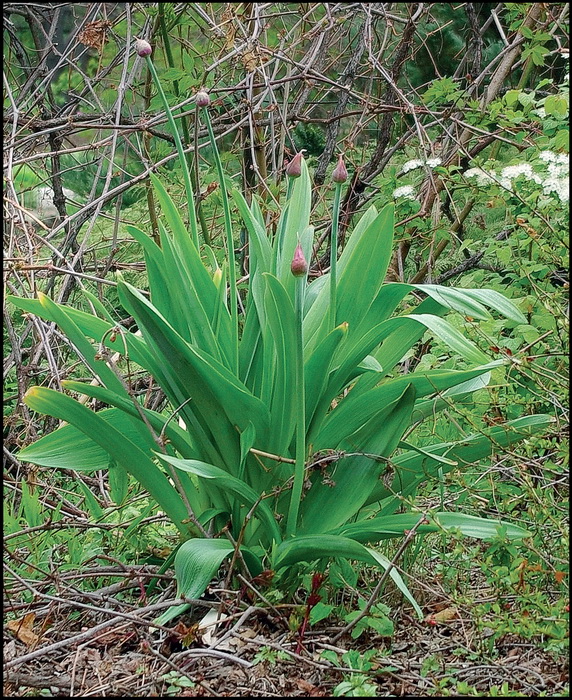 Image of Allium stipitatum specimen.