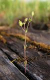 Arenaria uralensis. Плодоносящее растение. Архангельская обл., Вельский р-н, окр. пос. Усть-Шоноша, старая шпала. 23.06.2011.