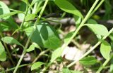 Omphalodes scorpioides